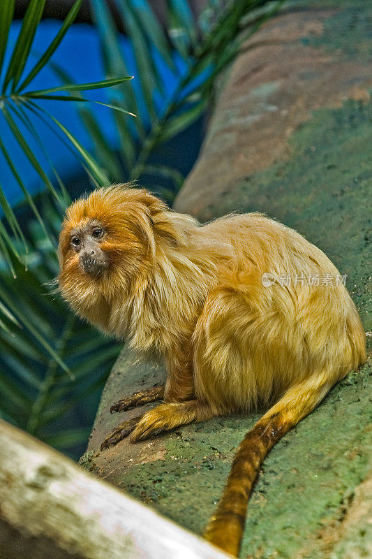 金狮绢毛猴，Leontopithecus rosalia，也被称为金狨猴。一种巴西特有的新大陆小猴。